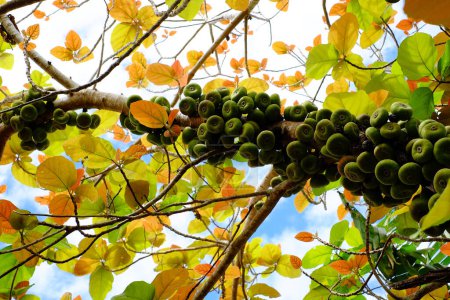 Figuier ou Ficus Racemosa avec des fruits verts sur le tronc d'arbre une sorte de moraceae peut utiliser comme aliment végétal, ou phytothérapie poussant au Vietnam