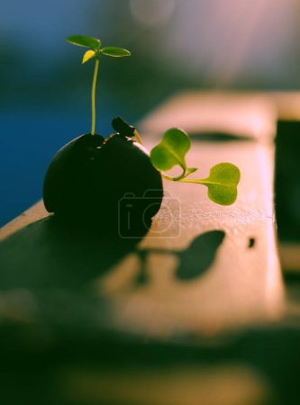 Foto de Germinando semilla con sombra de hoja a la luz del sol, cáscara de castaño como maceta para plántulas de árboles, el crecimiento está empezando a proteger el planeta y la vida, nueva vida salvar el ecsystem y el medio ambiente - Imagen libre de derechos