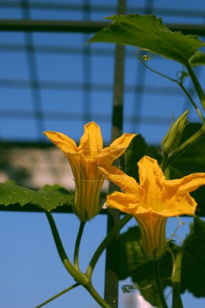 Foto de Floreciente flor de calabaza con hoja verde en el jardín de la azotea, cerca de hermosas flores de la planta vegetal - Imagen libre de derechos