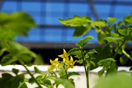 Foto de Primer plano de flor de tomate floreciendo en el jardín agrícola, amarillo floral en hoja verde tan bonita en vegetal lejos - Imagen libre de derechos