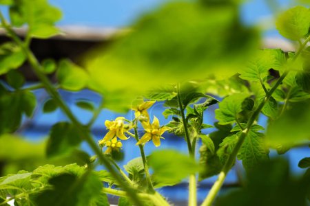 Foto de Primer plano de flor de tomate floreciendo en el jardín agrícola, amarillo floral en hoja verde tan bonita en vegetal lejos - Imagen libre de derechos
