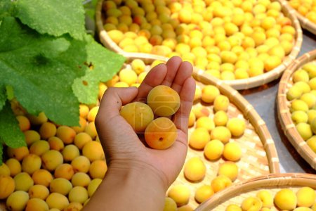 Gruppe von Korb frische gelbe reife Aprikose, eine tropische Frucht in Vietnam Nord reich an Vitamin, Naturmedizin und gut für die Gesundheit