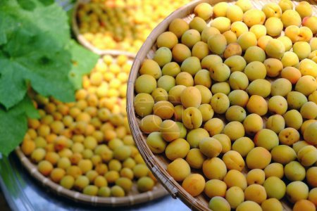 Foto de Grupo de cesta de albaricoque fresco amarillo maduro, una fruta tropical en Vietnam Norte rica en vitaminas, medicina de la naturaleza y bueno para la salud - Imagen libre de derechos