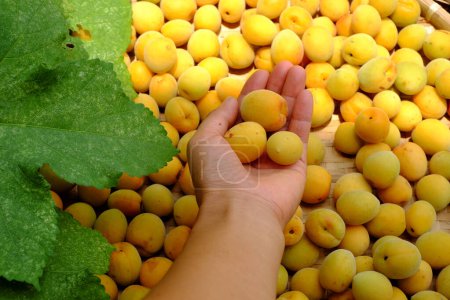 Foto de Grupo de cesta de albaricoque fresco amarillo maduro, una fruta tropical en Vietnam Norte rica en vitaminas, medicina de la naturaleza y bueno para la salud - Imagen libre de derechos