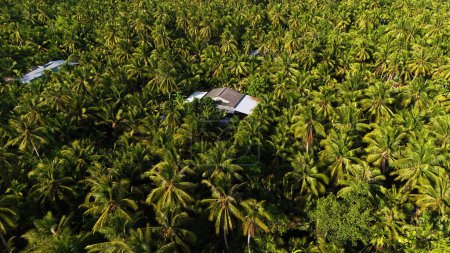Amazing aerial view of Mekong Delta village, vast coconut, nipa tree field, roof of lonely house in green of palm tree, solitary scene of eco countryside, Ben Tre, Vietnam