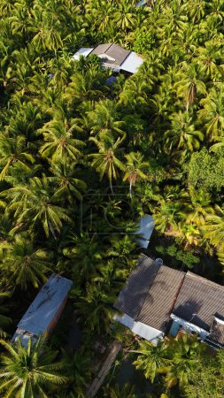 Téléchargez les photos : Superbe vue aérienne du village du delta du Mékong, vaste cocotier, champ de nipa, toit de maison isolée en vert de palmier, scène solitaire de campagne écologique, Ben Tre, Vietnam - en image libre de droit