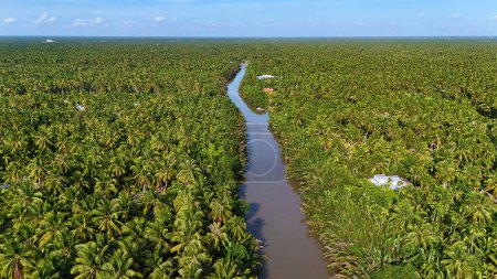 Amazing aerial view from drone of Mekong Delta countryside, vast coconut field along canal, green palm trees and nipa plant with river make natural jungle of Vietnamese village for BenTre eco trave