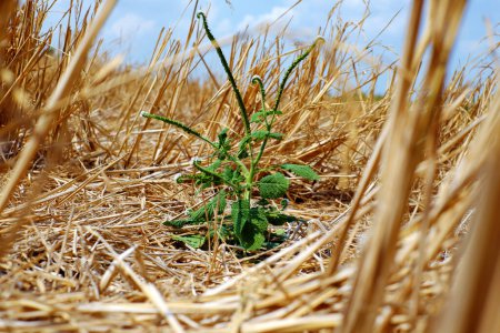 Getrocknetes Reisfeld in der heißen Jahreszeit, Klimawandel durch globale Erwärmung kann Nahrungsmittelkrise aus langen Hitzesommer durch Wetter machen, aber eine Pflanze wachsen machen Hoffnung im Leben