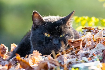 Téléchargez les photos : Chat noir caché dans les feuilles brunes - en image libre de droit
