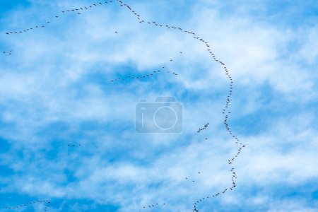 Photo for Greater white-fronted goose flying shaped like face - Royalty Free Image