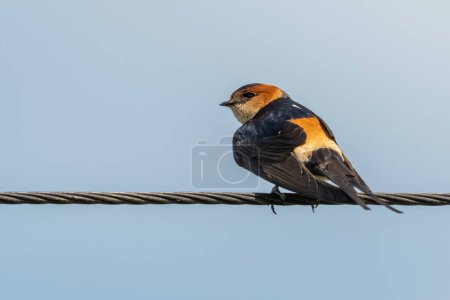 Photo for Red-rumped swallow perched on a wire - Royalty Free Image