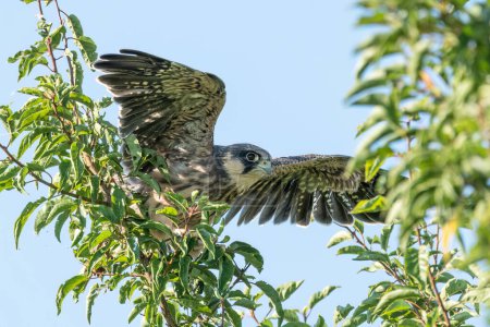 Téléchargez les photos : Jeune faucon à pattes rouges debout sur une branche - en image libre de droit
