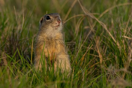 Téléchargez les photos : L'écureuil solitaire européen cherche un oiseau dangereux - en image libre de droit