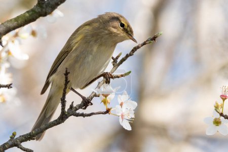 Photo for A Common chiffchaff perched on a blossoming branch in spring - Royalty Free Image