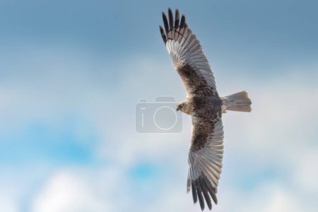Téléchargez les photos : Busard des marais occidentaux volant dans le ciel des nuages - en image libre de droit