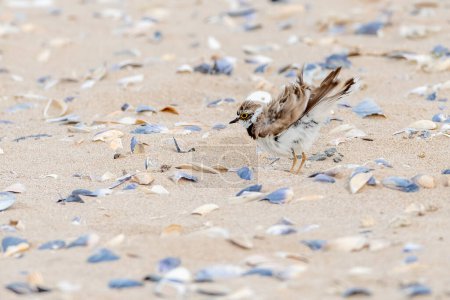 Téléchargez les photos : Petit pluvier annelé marchant sur la plage pleine de moules - en image libre de droit