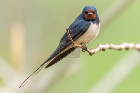 Barn swallow sitting on a branch and looking forward