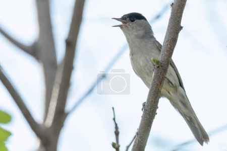 Photo for Eurasian blackcap perched on a branch and singing to the female - Royalty Free Image