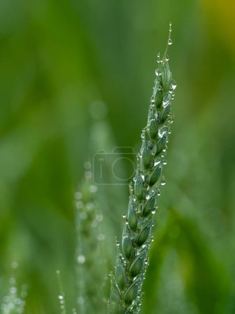 Téléchargez les photos : Oreille de blé avec gouttes d'eau de pluie - en image libre de droit