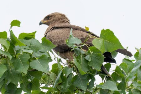 Téléchargez les photos : Petit aigle tacheté perché sur une branche dans l'arbre - en image libre de droit