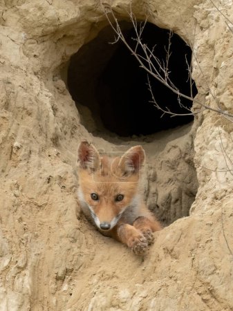 Téléchargez les photos : Un jeune renard se repose devant l'entrée de sa maison - en image libre de droit