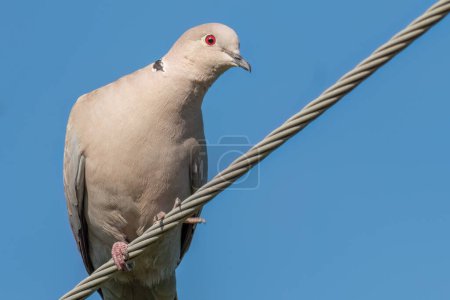 Photo for Eurasian collared dove has landed on a power line wire - Royalty Free Image
