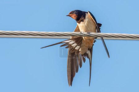 Téléchargez les photos : L'hirondelle de grange a atterri sur un fil électrique et fait des étirements matinaux - en image libre de droit