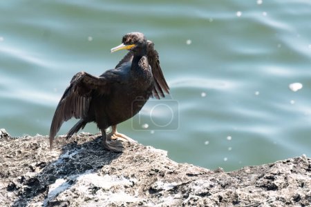 Photo for European shag stands on a rock in the sea and dries its wings - Royalty Free Image