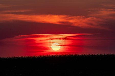 Téléchargez les photos : Soleil sur le champ de kornfield pendant le coucher du soleil - en image libre de droit