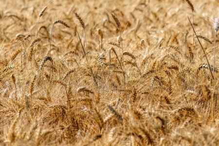 Téléchargez les photos : Champs de blé en floraison avant récolte - en image libre de droit