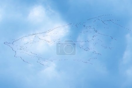 Téléchargez les photos : Oie rieuse volant en formation - en image libre de droit