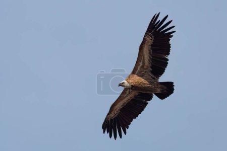 Photo for Eurasian griffon vulture flying in the sky with wide opened wings - Royalty Free Image
