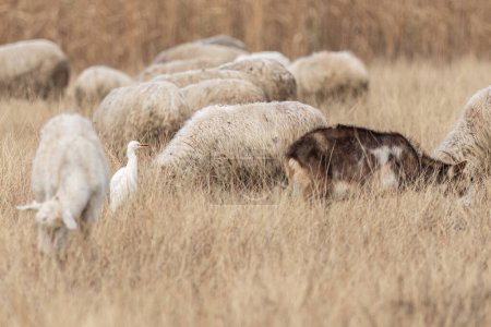 Téléchargez les photos : L'aigrette du bétail est perchée dans l'herbe haute qui se cache entre les moutons - en image libre de droit