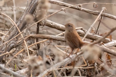 Eurasian wren is perched on a branch of bushes