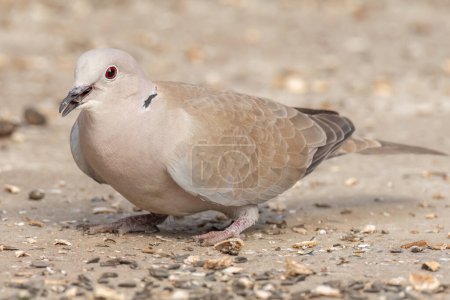 Photo for Eurasian collared dove has landed and is feeding on raw sunflower - Royalty Free Image