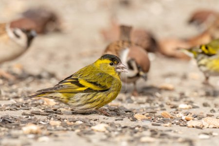 Male Eurasian siskin and Eurasian tree sparrow perched on the ground and eating sunflower seeds