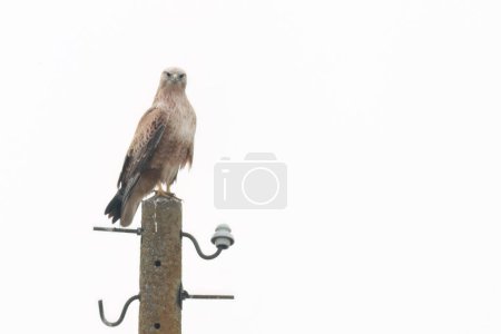 Long-legged buzzard perched on a concrete pillar looking aheadflies in the sky with its wings stretched forward
