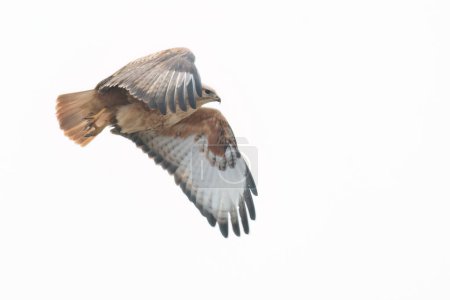 Long-legged buzzard flies in the sky with its wings stretched forward