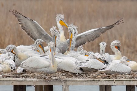 Dalmatian pelicans are standing on an artificial wooden platform, one of them is with wide open wings