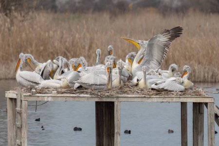 Dalmatinische Pelikane landen auf einer künstlichen Holzplattform voller Pelikane, die auf Nestern sitzen