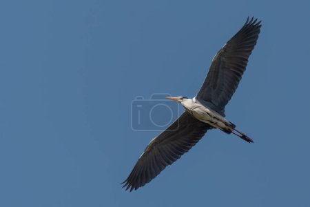Grey heron flying in the sky with wide opened wings