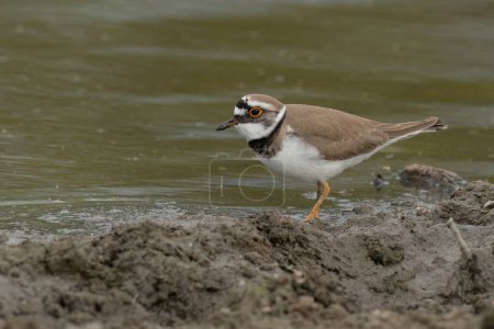 Little ringed plover standing in the pond water and looking for bugs