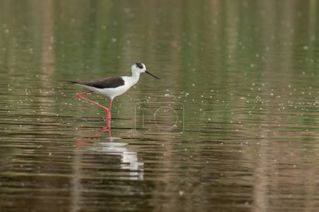 Black-winged stilt standing in the water on one leg looking for bugs