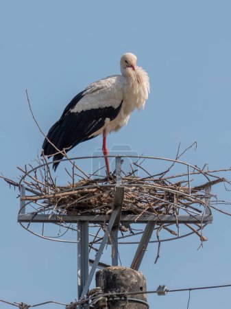 Cigüeña blanca de pie en el nido construido en el soporte de plataforma de metal artificial en poste de hormigón
