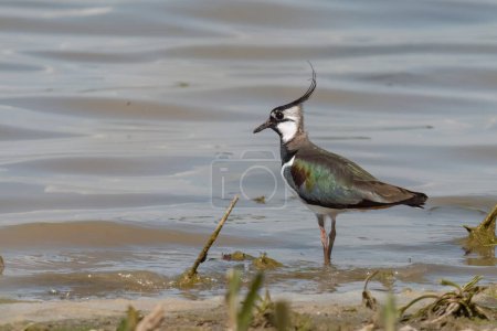 Northern lapwing standing in the pond water and looking for bugs