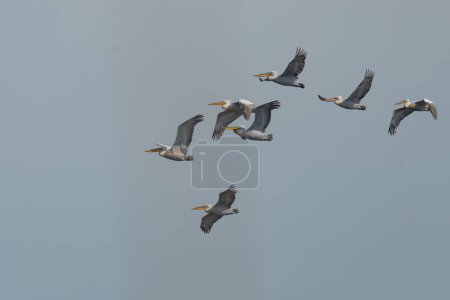 Gruppe dalmatinischer Pelikane fliegt in den Himmel