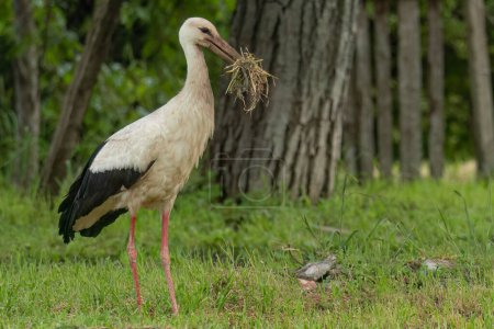 A white stork collects grass for nesting material