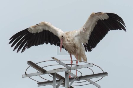 White stork perched with wide opened wings on artificial platform made by electrical company for the storks