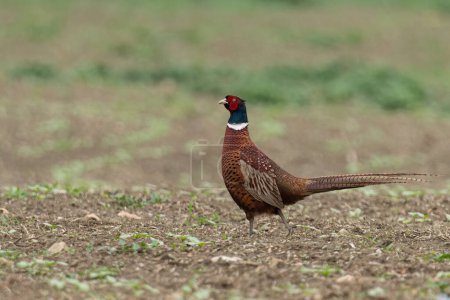 Phasianus walking on the ground looking for female in the Spring