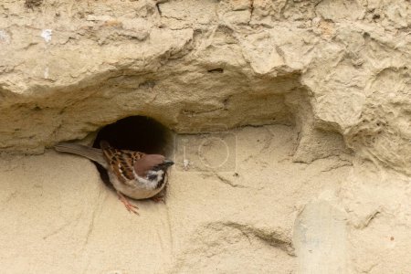 Eurasian tree sparrow standing on a wall in front of her nest